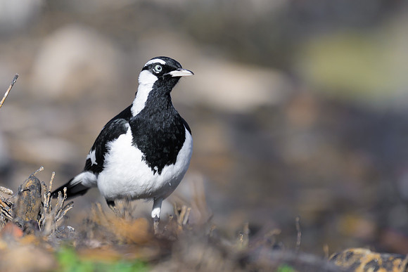 Magpie-lark