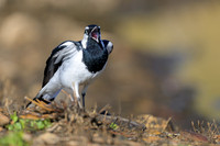 Magpie-lark