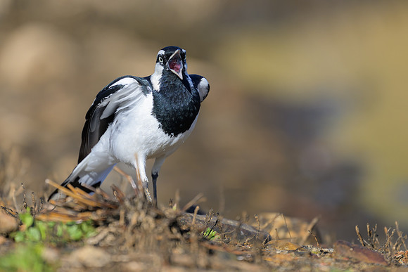 Magpie-lark