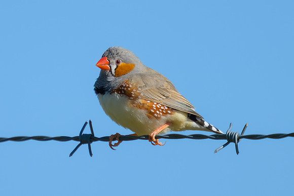 Zebra Finch