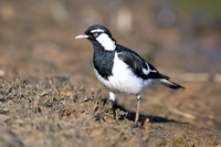 Magpie-lark