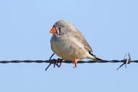 Zebra Finch