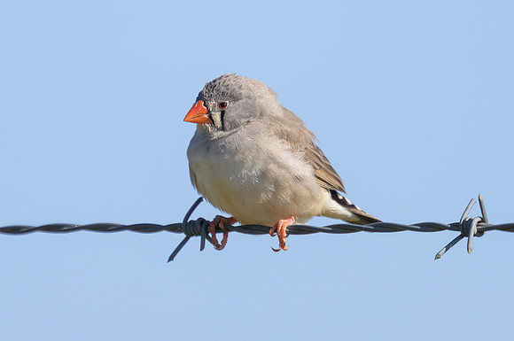 Zebra Finch