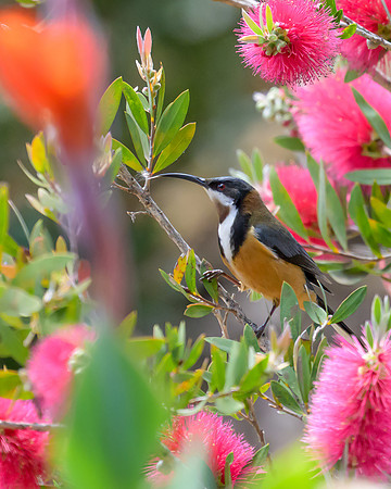 Eastern Spinebill