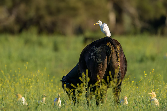 Cattle Egret