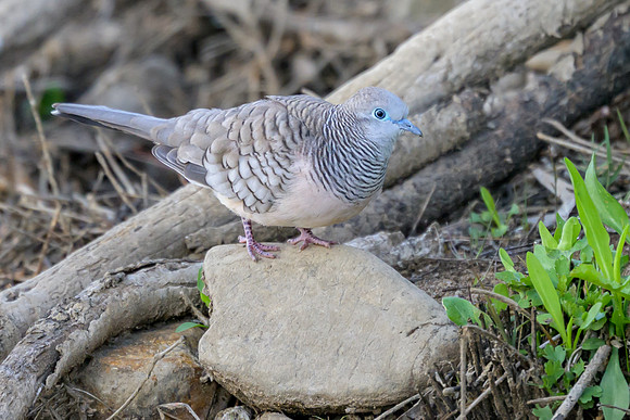 Peaceful Dove
