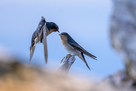 White-breasted Woodswallow