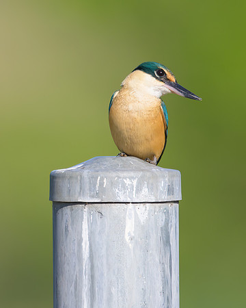 Sacred Kingfisher