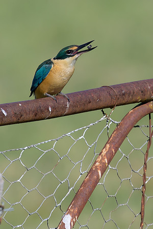 Sacred Kingfisher