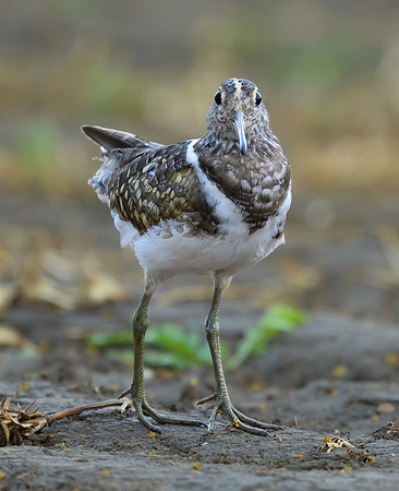 Australian Painted-snipe