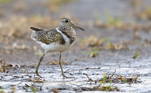 Australian Painted-snipe