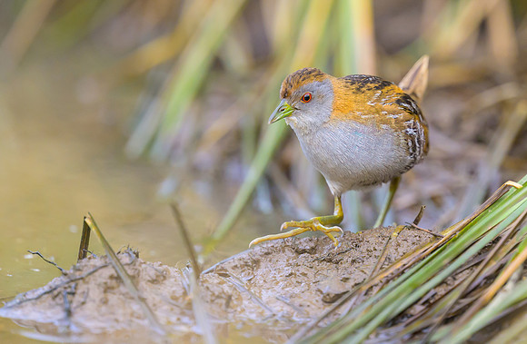 Ballion's Crake