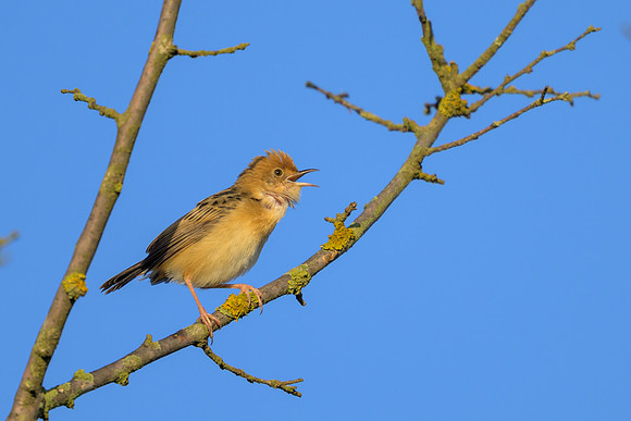 Australian Reed Warbler