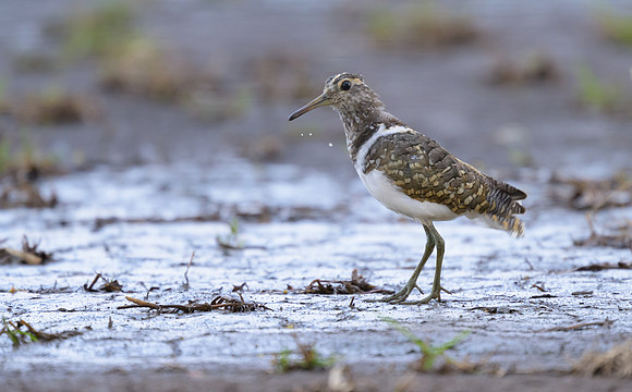 Australian Painted-snipe