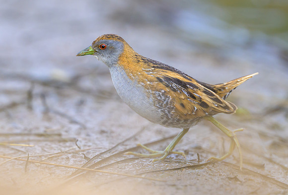 Ballion's Crake
