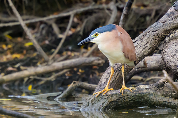 Nankeen Night Heron