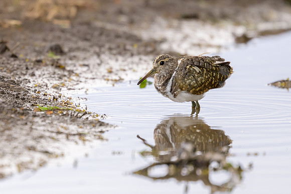 Australian Painted-snipe
