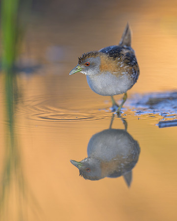Ballion's Crake