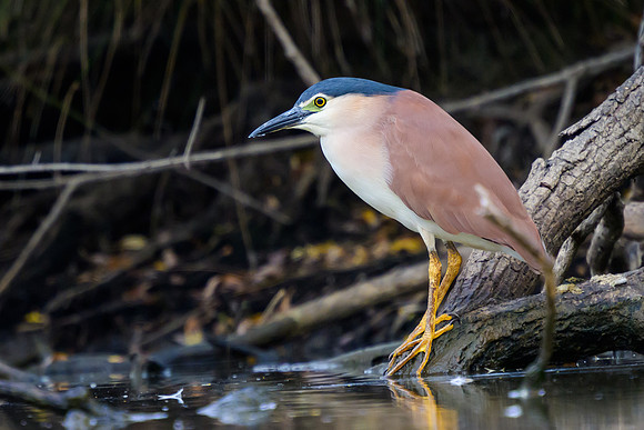 Nankeen Night Heron