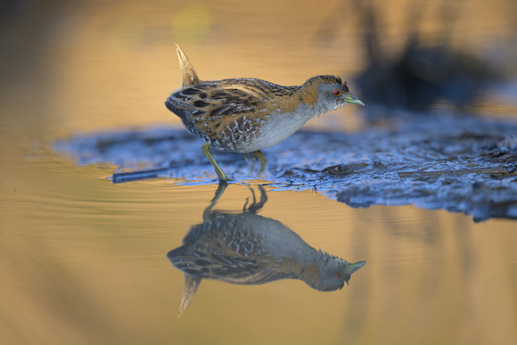 Ballion's Crake