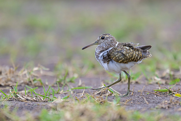 Australian Painted-snipe