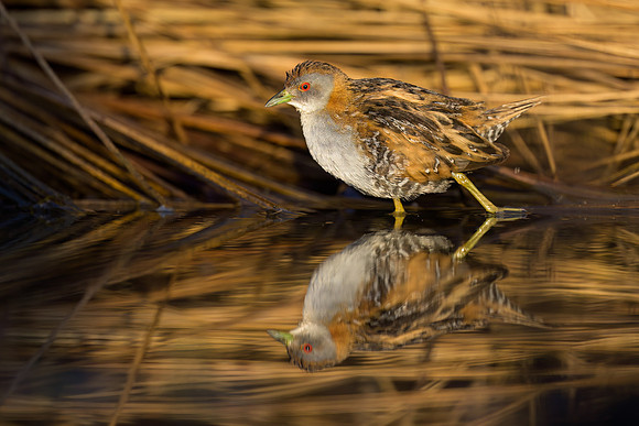Ballion's Crake