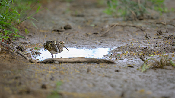 Australian Painted-snipe