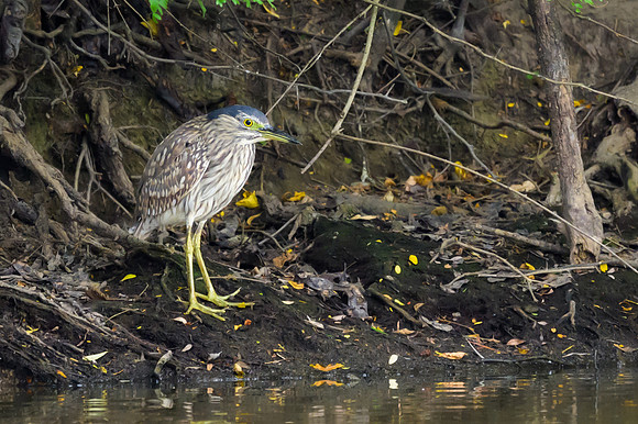 Nankeen Night Heron
