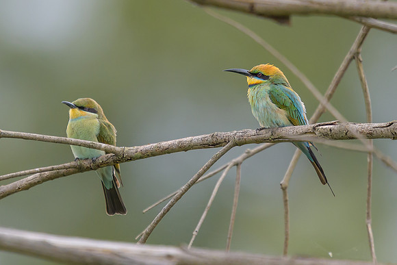 Rainbow Bee Eater