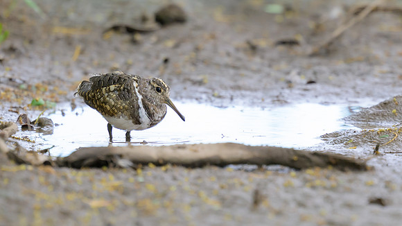 Australian Painted-snipe