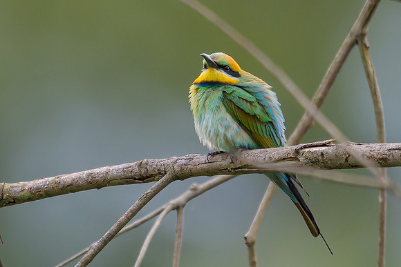 Rainbow Bee Eater