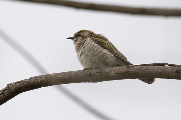 Horsfield's Bronze Cuckoo