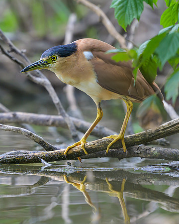 Nankeen Night Heron