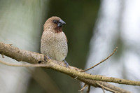 Nutmeg Mannikin