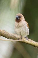 Nutmeg Mannikin