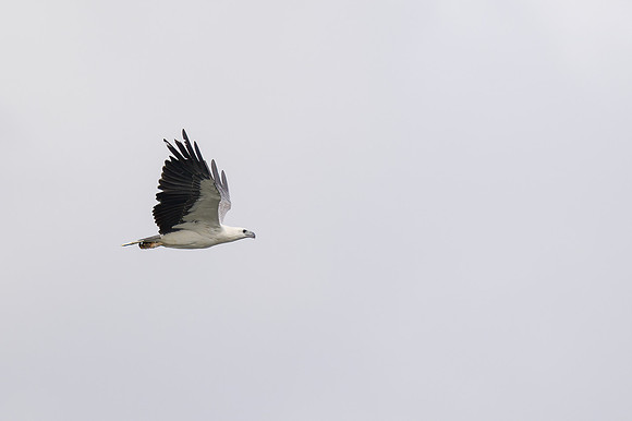 White-bellied Sea Eagle