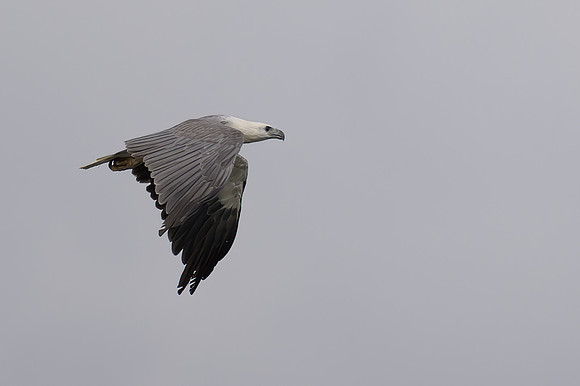 White-bellied Sea Eagle