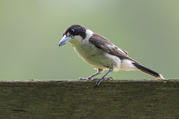 Grey Butcherbird