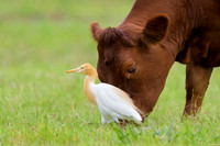 Cattle Egret