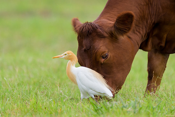 Cattle Egret