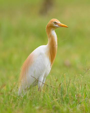 Cattle Egret