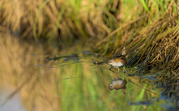 Ballion's Crake