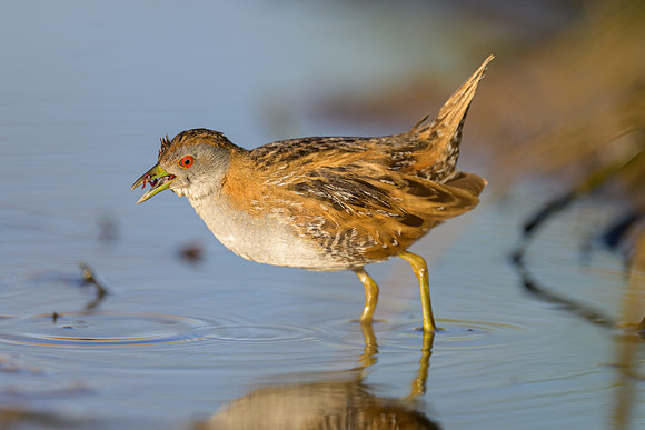 Ballion's Crake