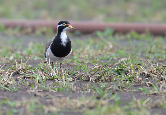 Banded Lapwing