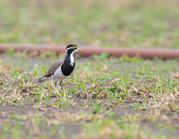 Banded Lapwing