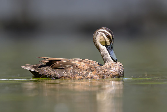 Pacific Black Duck