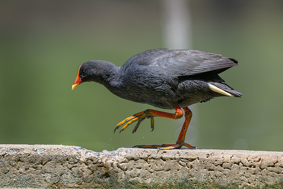 Dusky Moorhen