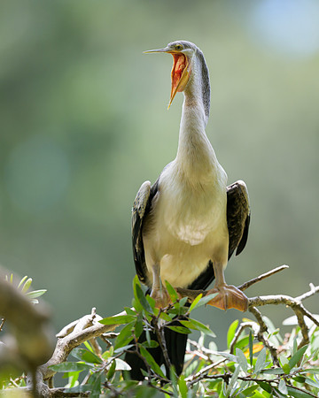 Australasian Darter
