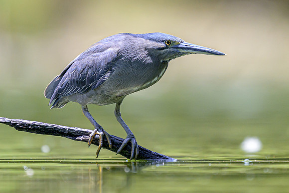 Striated Heron