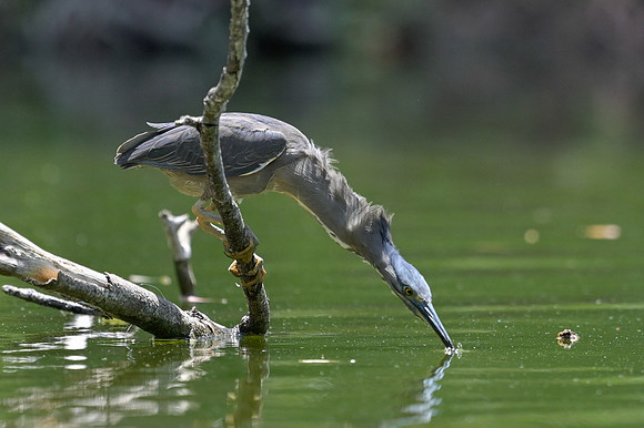 Striated Heron